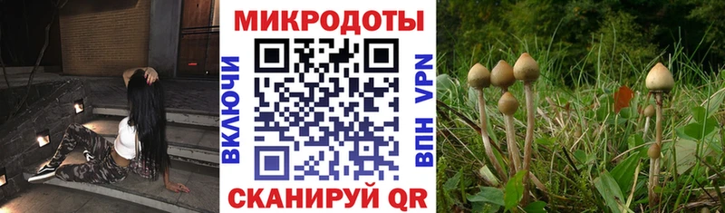 Галлюциногенные грибы Psilocybe Ростов-на-Дону
